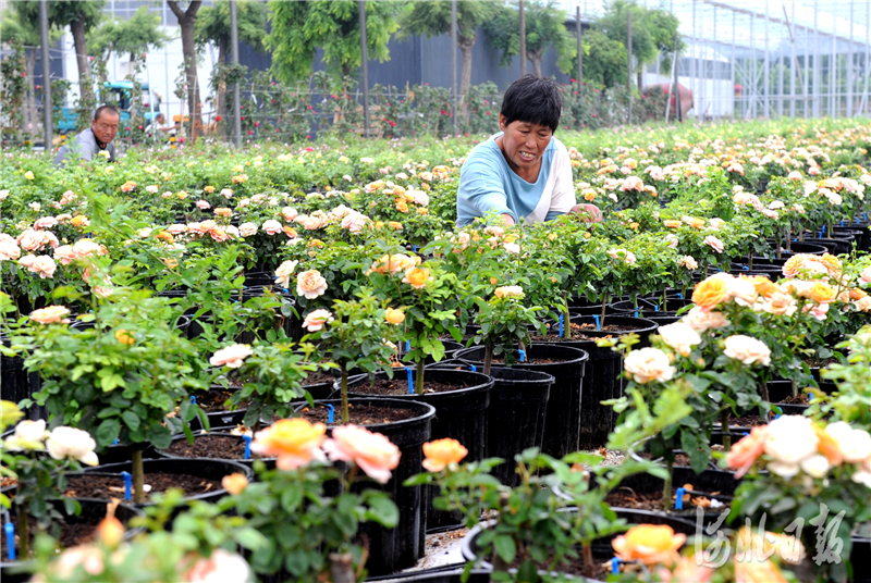 河北肥乡：花卉苗木助力乡村振兴