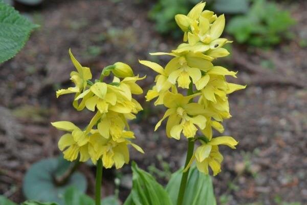 江西阳际峰保护区管理局联合南昌大学开展大黄花虾脊兰回归自然项目实验_fororder_1819745783_proc