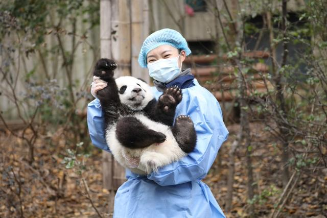 Chengdu Research Base of Giant Panda Breeding Under Expansion_fororder_2