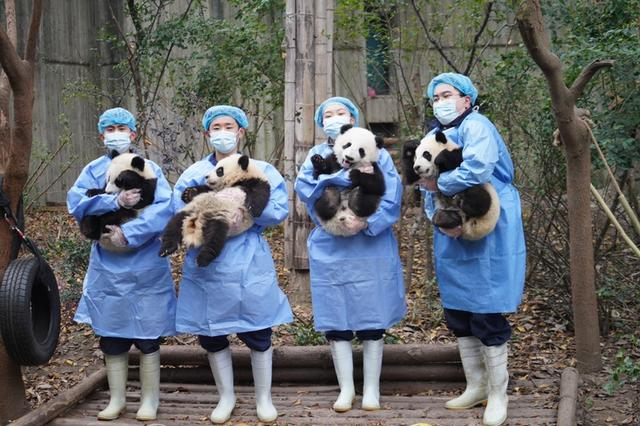 Chengdu Research Base of Giant Panda Breeding Under Expansion_fororder_1