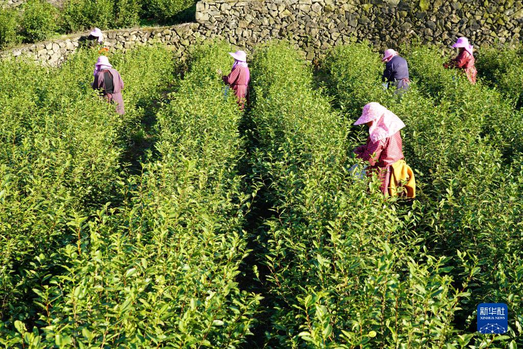 春茶开采春意暖