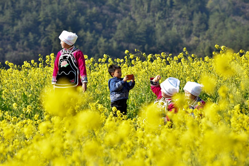 （供稿）貴州龍裏：油菜花開 春色迎客_fororder_1307c7fba181c1e5ae592a568bf8269