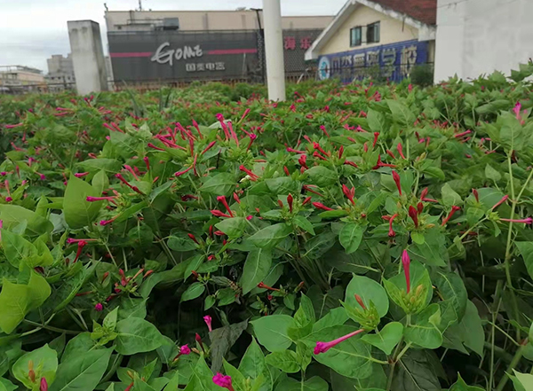 新春走基层｜成都温江区柳城街道打好蓝天碧水净土保卫战 筑牢生态屏障_fororder_屋顶植绿景色-供图-成都市温江区柳城街道