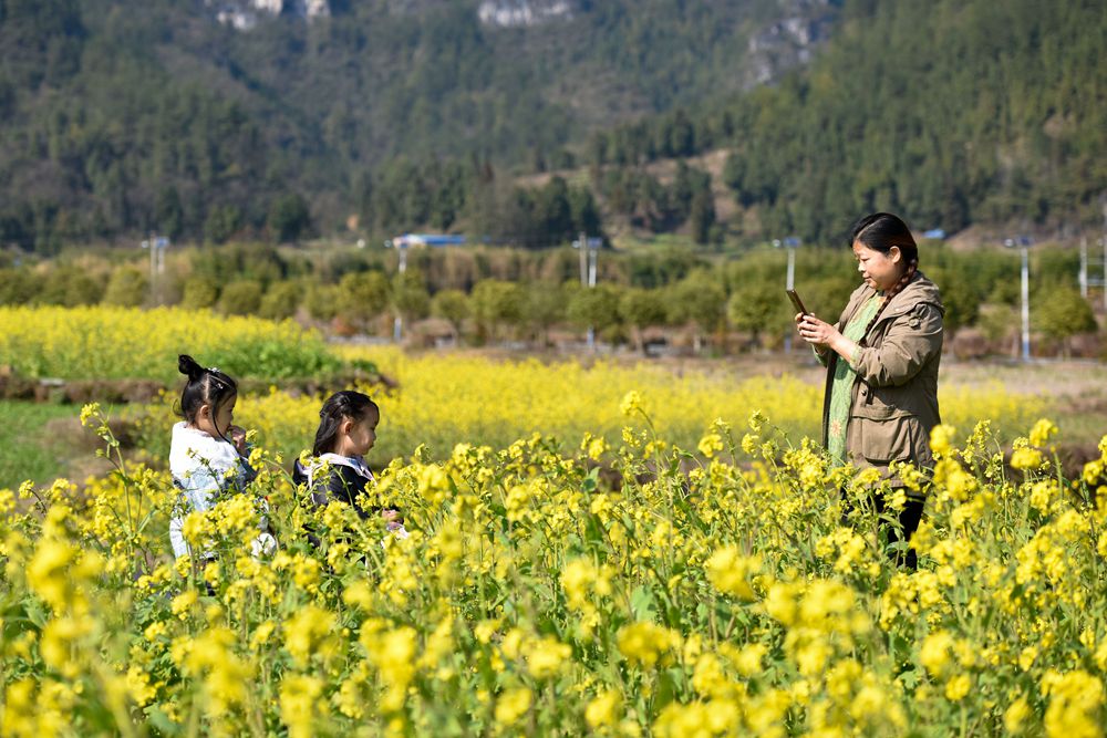 （供稿）貴州龍裏：油菜花開 春色迎客_fororder_9620a043799b572502a2139911a4278