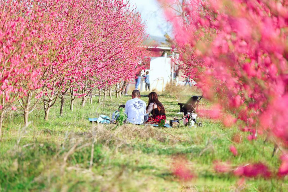 【B】【與春天撞個滿懷 打卡最美春景】 桂林百畝桃花迎春綻放 令人“桃”醉_fororder_圖片43