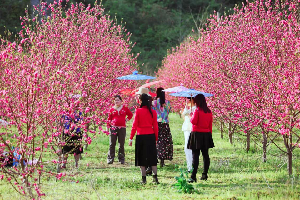 【B】【與春天撞個滿懷 打卡最美春景】 桂林百畝桃花迎春綻放 令人“桃”醉_fororder_圖片44