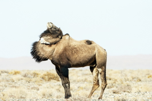 安南坝野骆驼种群数量明显增加_fororder_01_01_1166