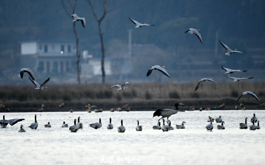 （中首）草海候鸟满意越冬 陆续启程迁徙