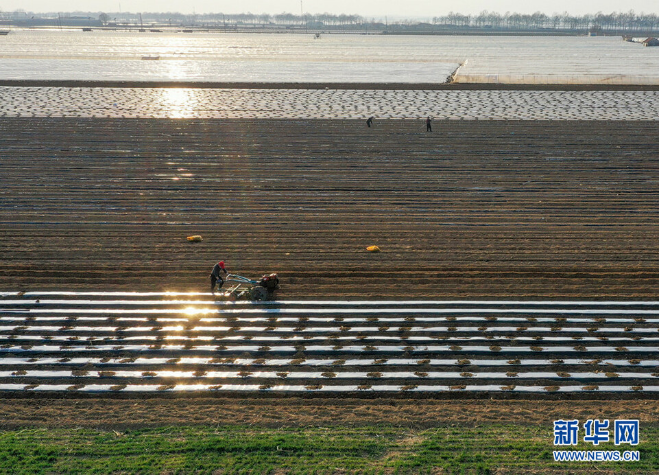 山東膠州：驚蟄過後春耕忙