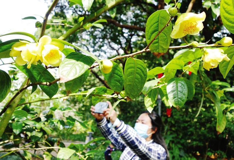 三月烂漫绿城美 花俏枝头春意浓