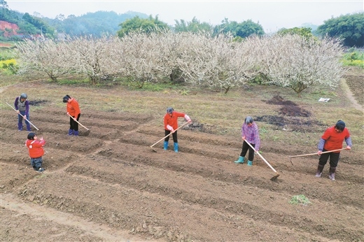 Bagui people are diligent in farming and busy with new rain and spring ploughing