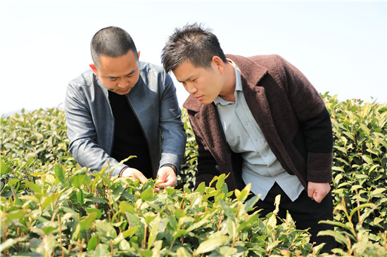 信阳市浉河区：春茶生产准备就绪_fororder_杨磊（左）和第一书记肖继存（右）正在查看春茶长势.JPG