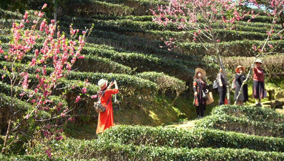 【B】【與春天撞個滿懷 打卡最美春景】廣西賀州:桃花灼灼 遊人覓春來_fororder_圖片57