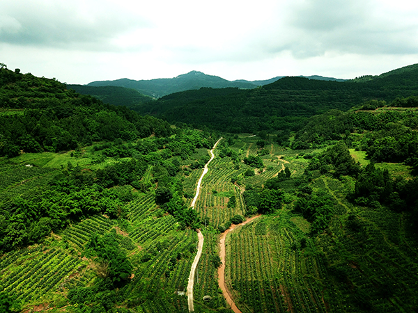 共確定53個 成都市2022年春季全民義務植樹點位發佈_fororder_成都市綠林景觀--供圖--成都市公園城市建設管理局-(1)