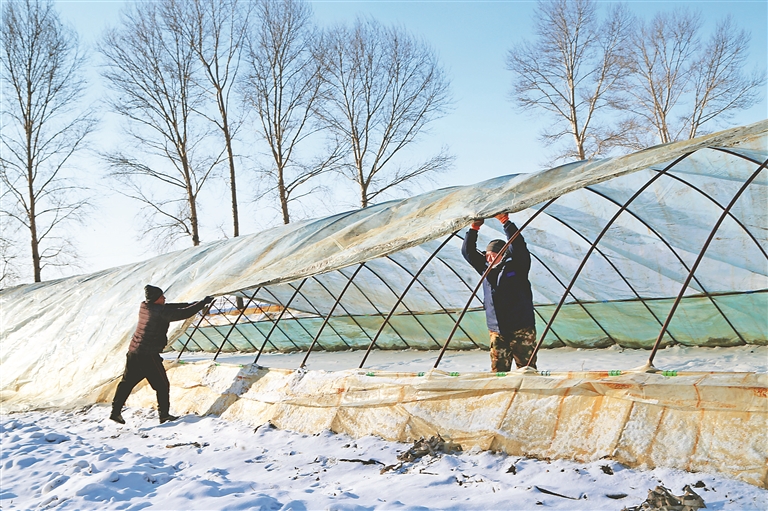 哈拉海農場有限公司清雪扣棚備春耕