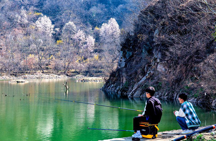 平頂山魯山：辛夷花開遊人醉