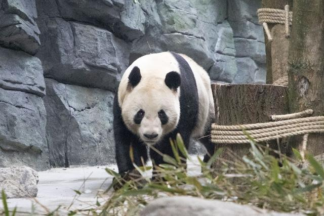 Chengdu: Dujiangyan Panda Valley's "Huigui Delivery Room" Officially Opened to the Public_fororder_2
