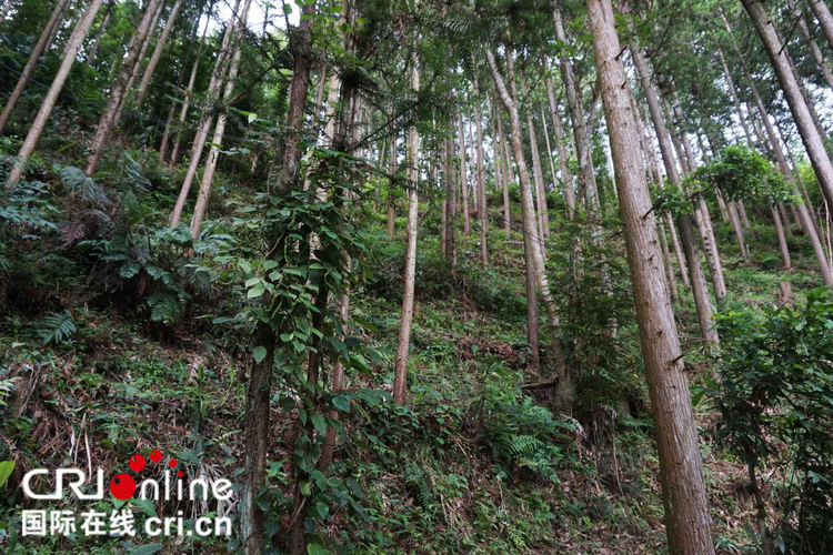 【B】來賓市金秀縣：發展林下種植 擦亮生態名片