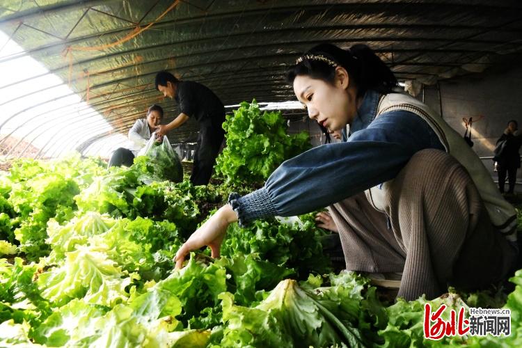 河北广平：蔬菜种植 拓宽农民致富路