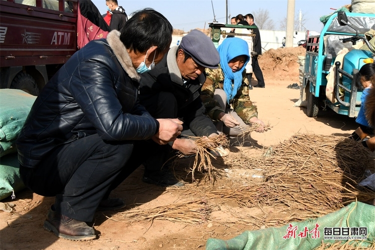 早春三月,陇西县群众忙着从田地采挖当归,黄芪,党参等中药材种苗,一把