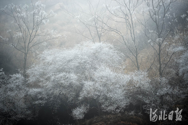 河北邢台：玉树琼枝雾凇美景