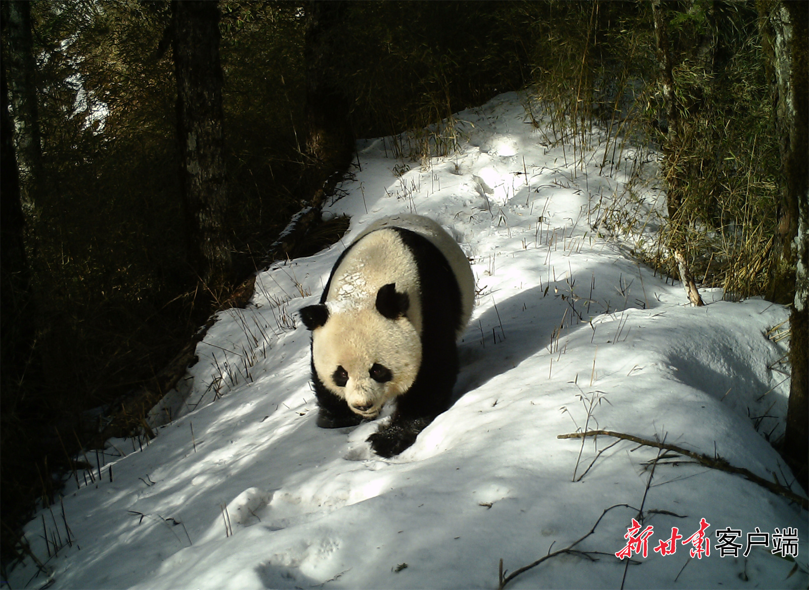 【关注全国两会·甘川陕报联动报道】甘肃：高质量建设大熊猫的新家园