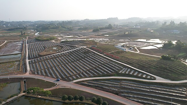 自贡沿滩：一颗小花椒 富民大产业_fororder_3标准化花椒生产基地