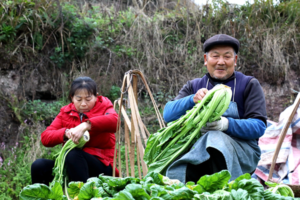 宜宾南溪：树上结出金果子 林下种出好生活_fororder_3Q9A0050
