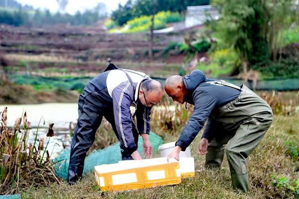 我在乡村挺好的|宜宾南溪区返乡农民工邓勇：养殖小龙虾 走出创业路_fororder_邓勇(左）和工人收取捕虾笼子-供图-南溪区委宣传部
