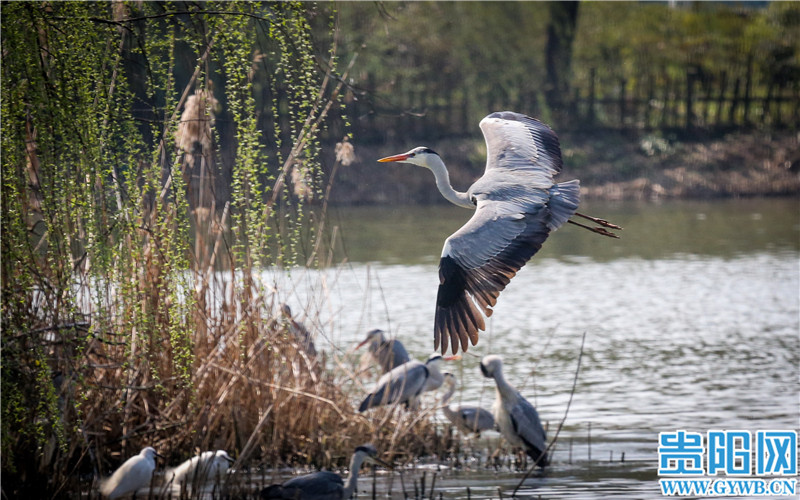 （中首）貴陽觀山湖公園高顏值鳥類集錦