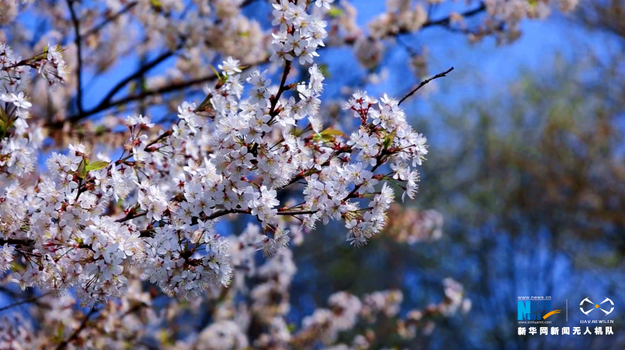 【城市远洋】重庆渝北：樱花盛开春意浓