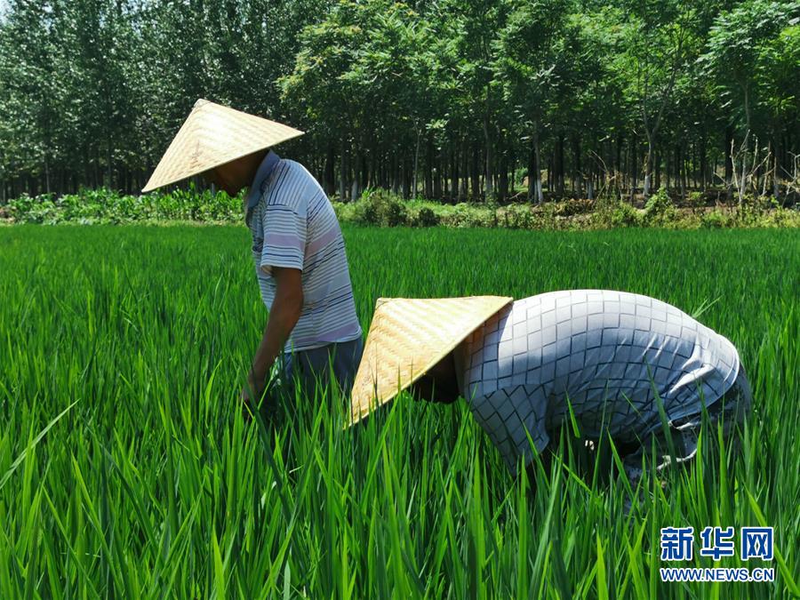 汉白玉村稻花香