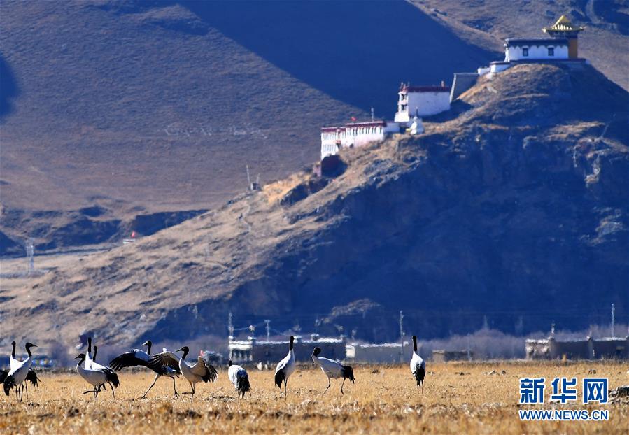 西藏林周：鶴迎新年