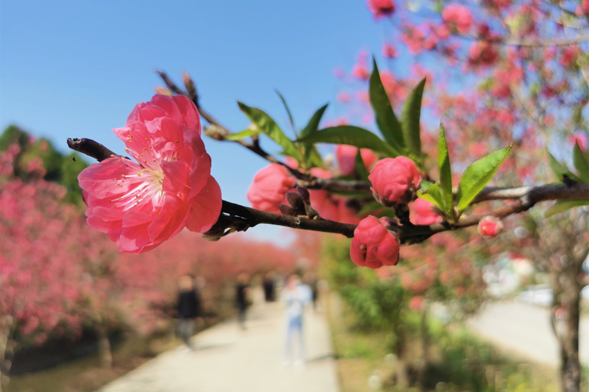 广西宾阳：桃花艳艳引客来