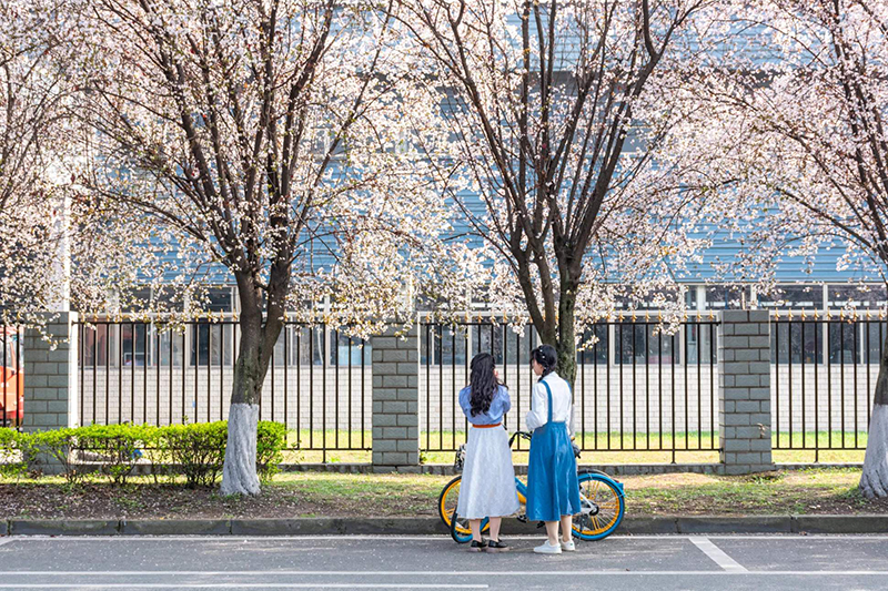 【与春天撞个满怀 打卡最美春景】成都温江进入赏花最佳时期_fororder_游客在路边花海游玩-摄影-向实