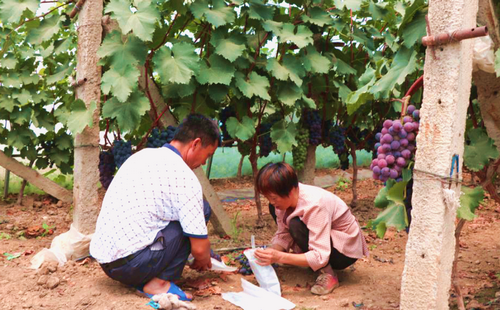【河南供稿】河南魯山：牛郎故里“浪漫園” 扶貧葡萄“格外甜”
