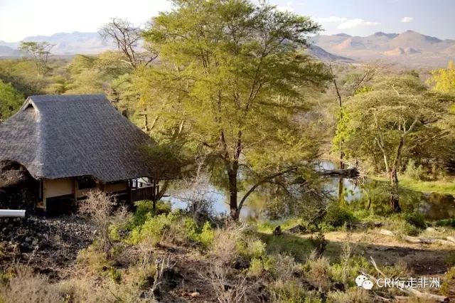 西察沃国家公园:火山岩上的马赛狮子舞