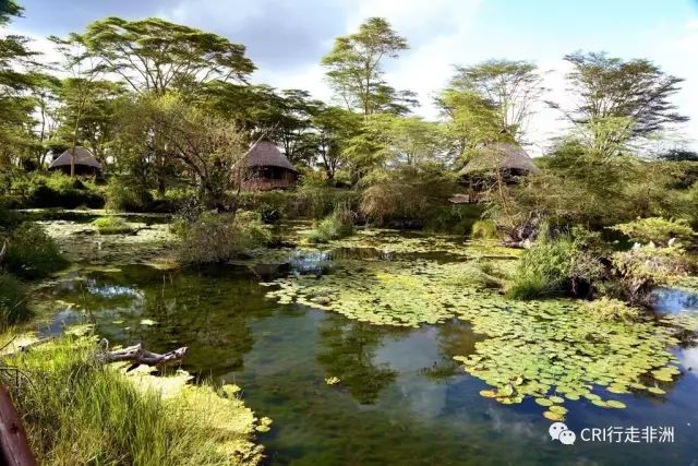 西察沃国家公园:火山岩上的马赛狮子舞