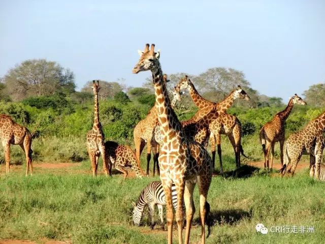 西察沃国家公园:火山岩上的马赛狮子舞
