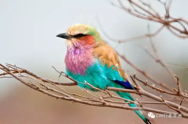 西察沃国家公园:火山岩上的马赛狮子舞