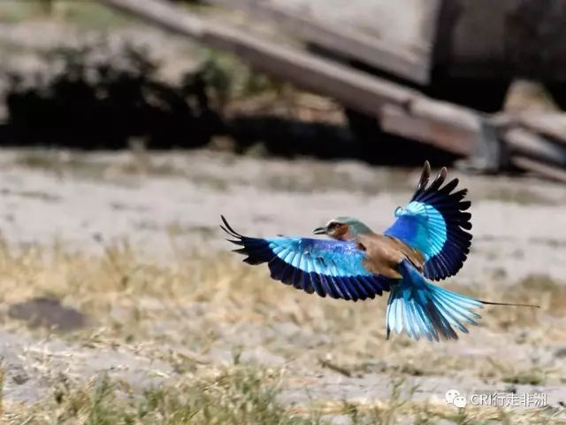 西察沃国家公园:火山岩上的马赛狮子舞