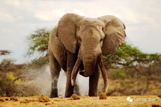 西察沃国家公园:火山岩上的马赛狮子舞