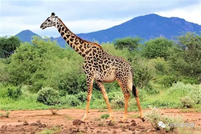 西察沃国家公园:火山岩上的马赛狮子舞