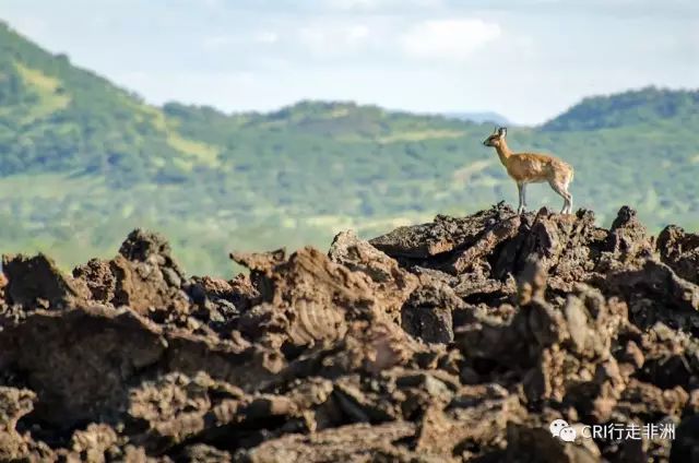 西察沃国家公园:火山岩上的马赛狮子舞