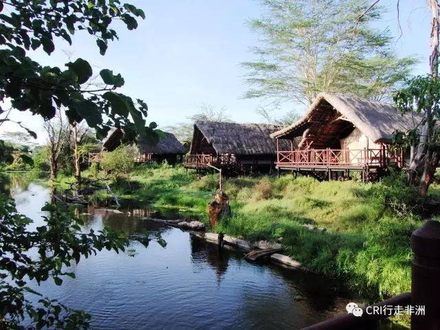 西察沃国家公园:火山岩上的马赛狮子舞