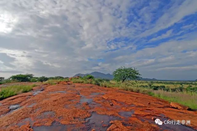 西察沃国家公园:火山岩上的马赛狮子舞
