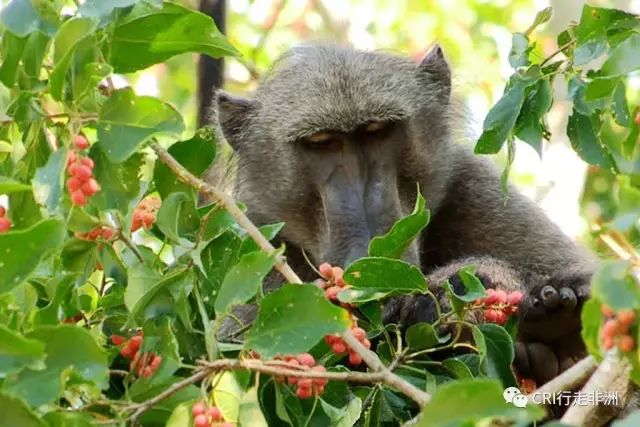 西察沃国家公园:火山岩上的马赛狮子舞