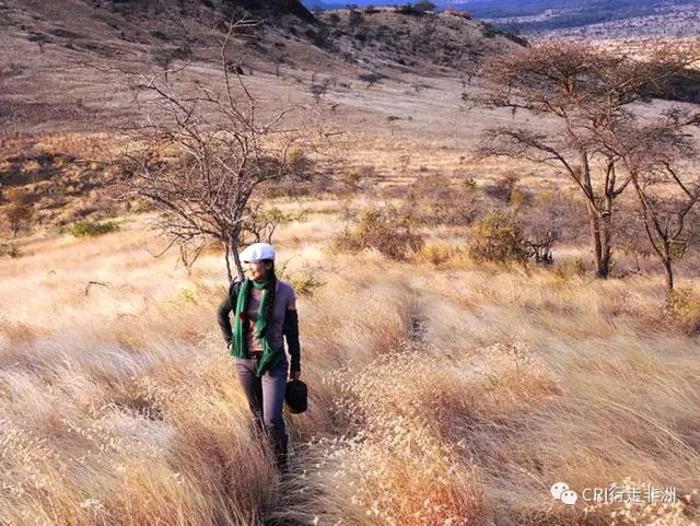 西察沃国家公园:火山岩上的马赛狮子舞
