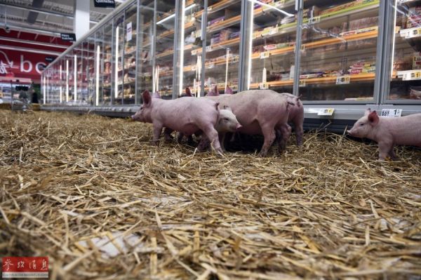 雪中送炭！法媒称中国需求给法国养猪户带来希望