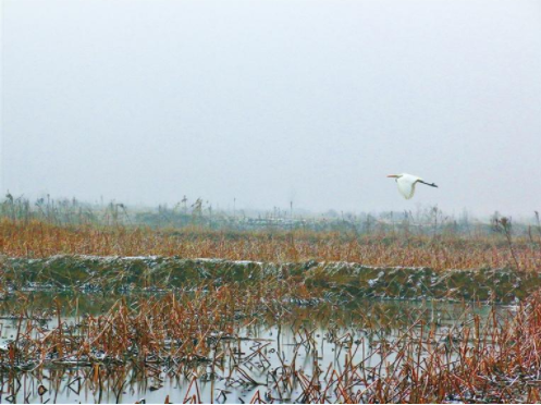 【中首 陕西 图】陕西大荔：雪中湿地 候鸟翩跹_fororder_QQ图片20220225085431